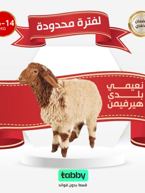 نعيمي بلدي هيرفيمن ١٤ كيلو الي ١٦ كيلو