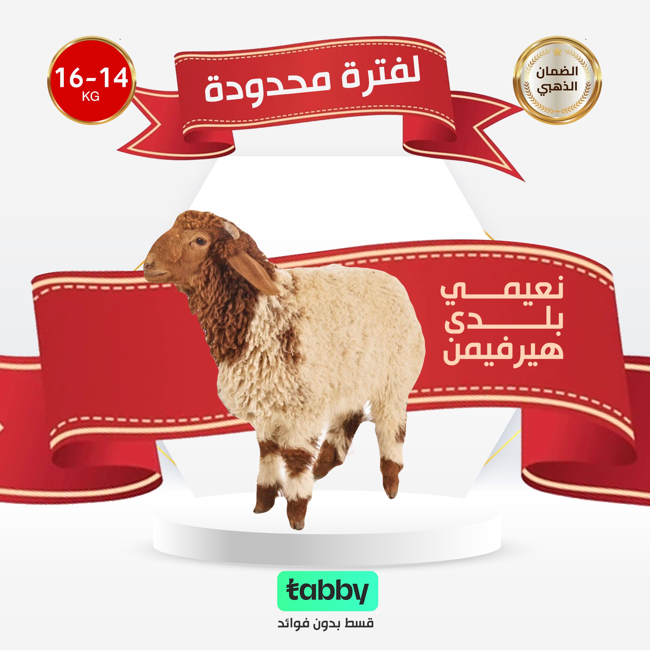 نعيمي بلدي هيرفيمن ١٤ كيلو الي ١٦ كيلو