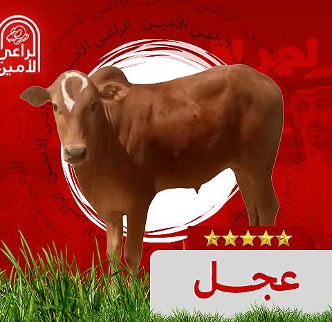 عجل بلدي صغير