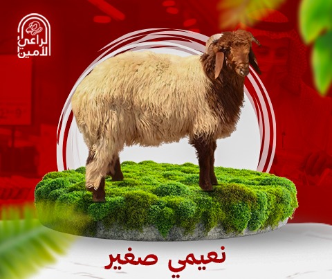 نعيمي هرفي صغير