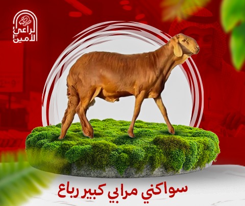 سواكني جذع كبير