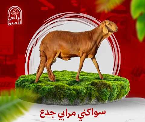 سواكني تربيه كبير 33 كيلو