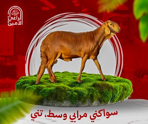 سواكني جذع وسط