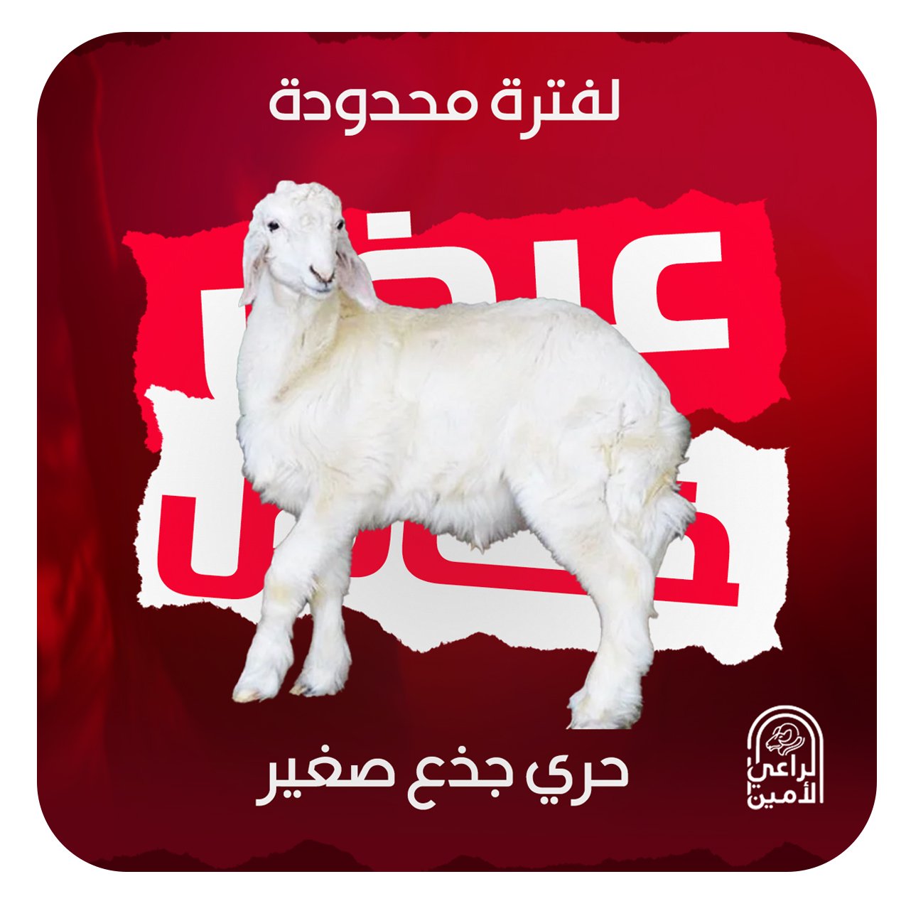 حري جذع صغير 13-15كيلو