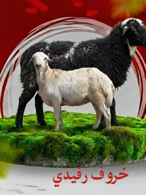 خروف رفيدي من 14 الي 16 كيلو