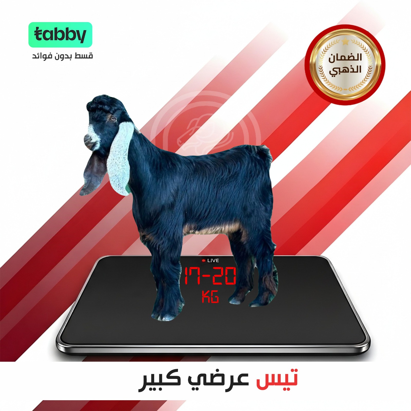 تيس عرضي كبير 17-20 كيلو