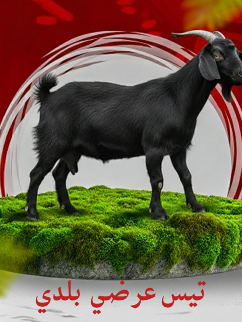 تيس عرضي صغير  8 -12 كيلو