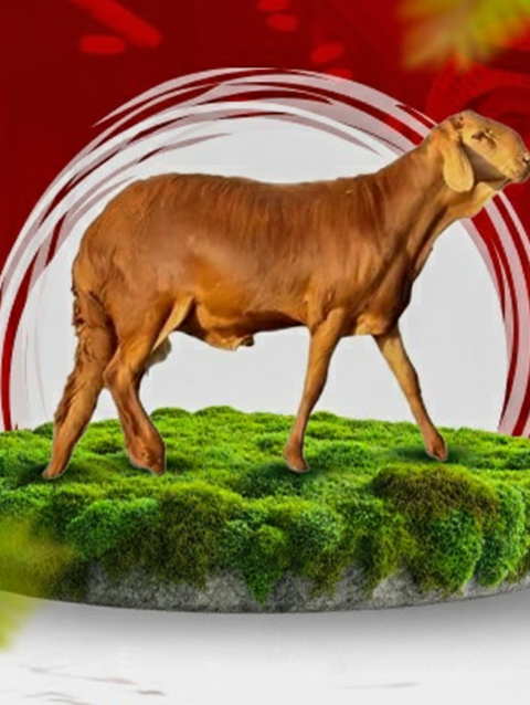 نص ذبيحه سواكني من ٧ الي ٨ كيلو