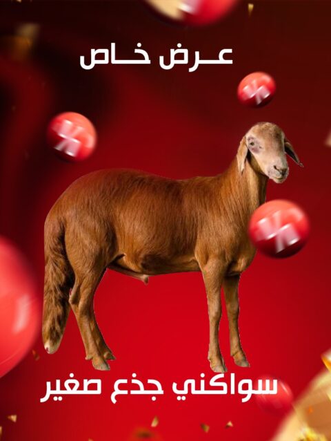 سواكني جذع صغير 15-17كيلو