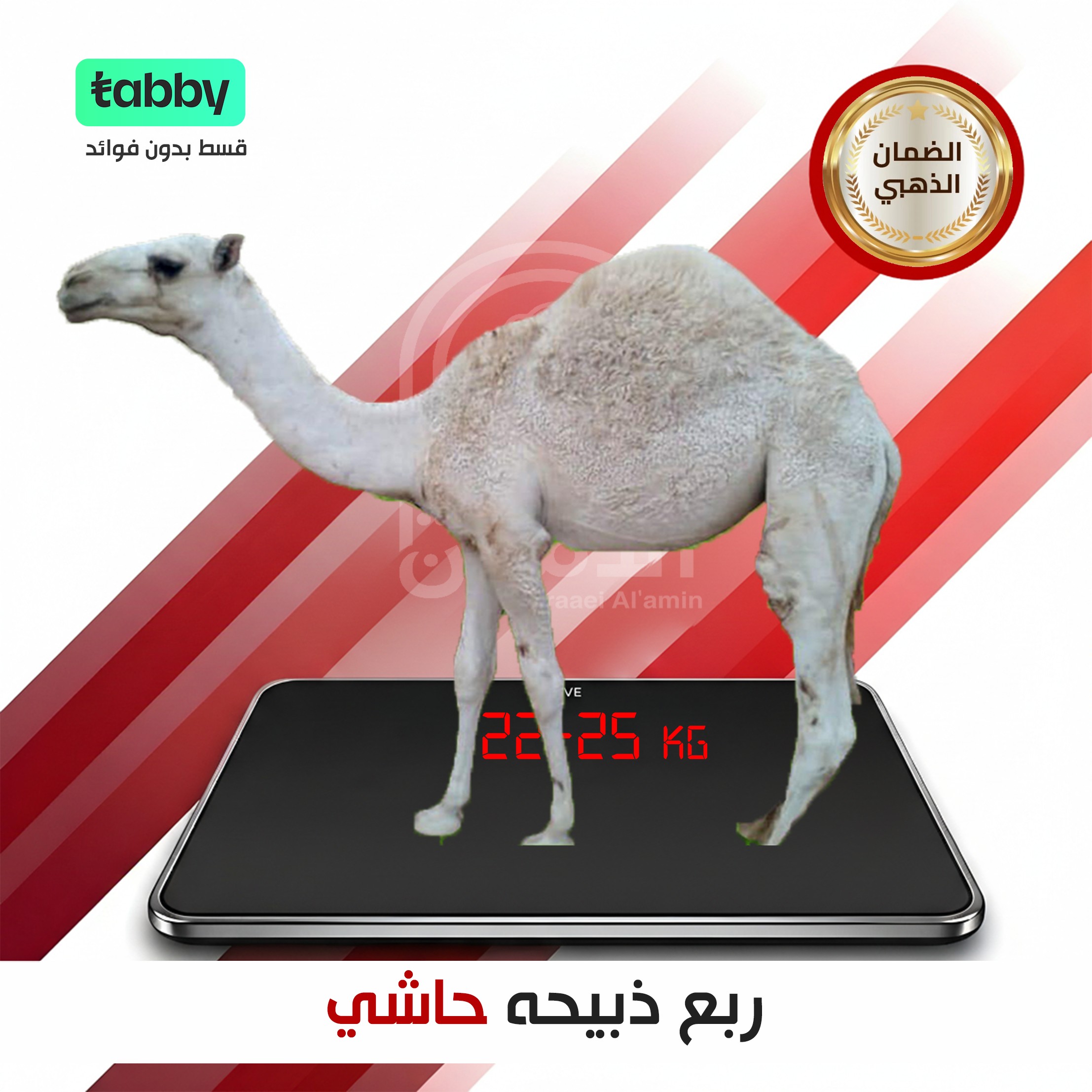 ربع حاشي ٢٣ كيلو