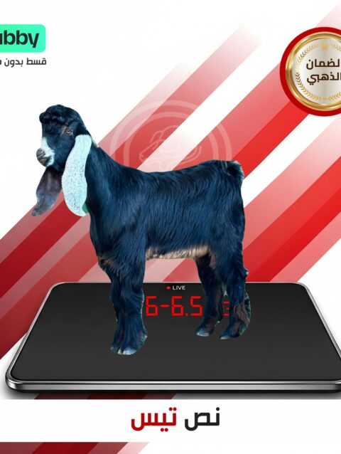 نص تيس ٦ كيلو