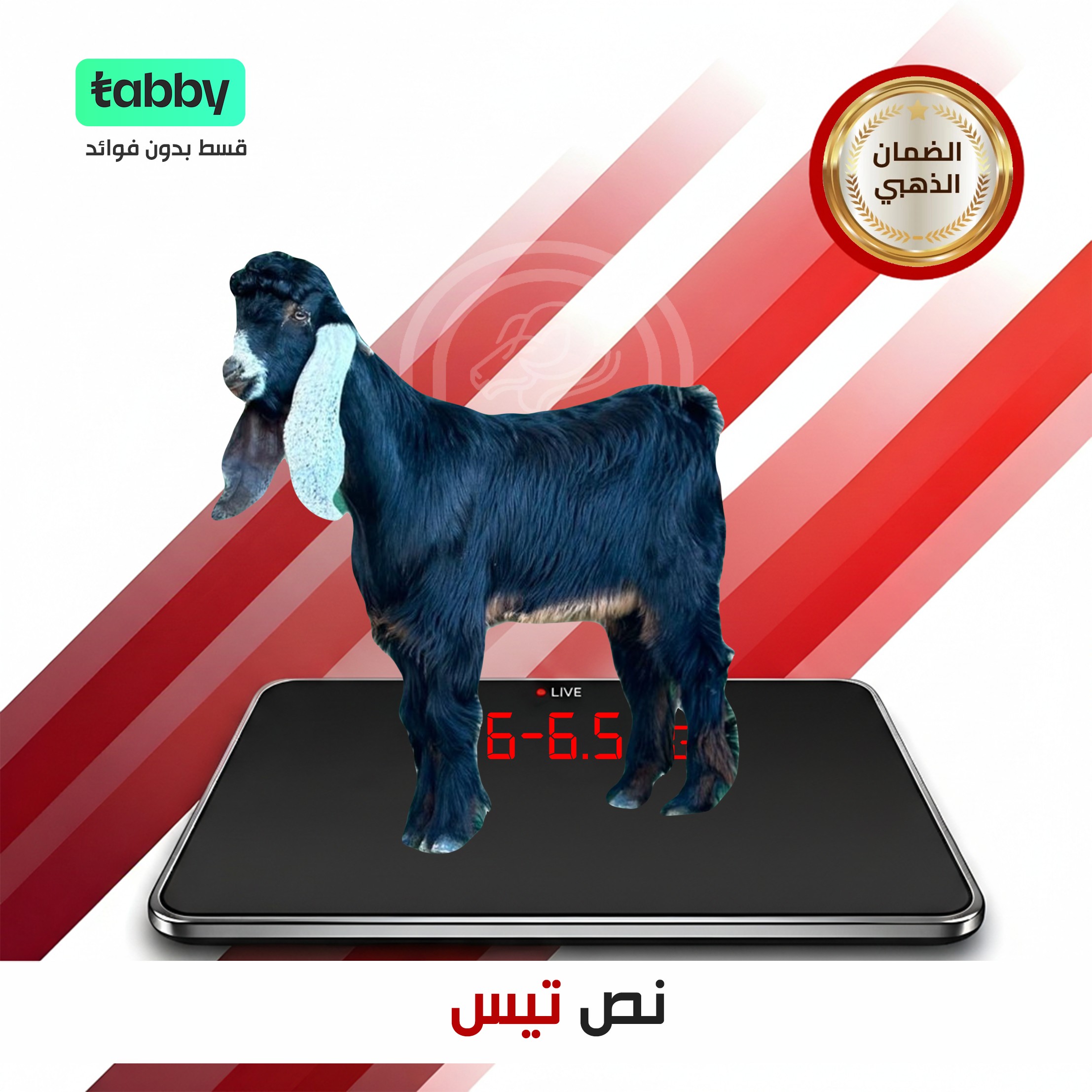 نص تيس ٨ ونص كيلو