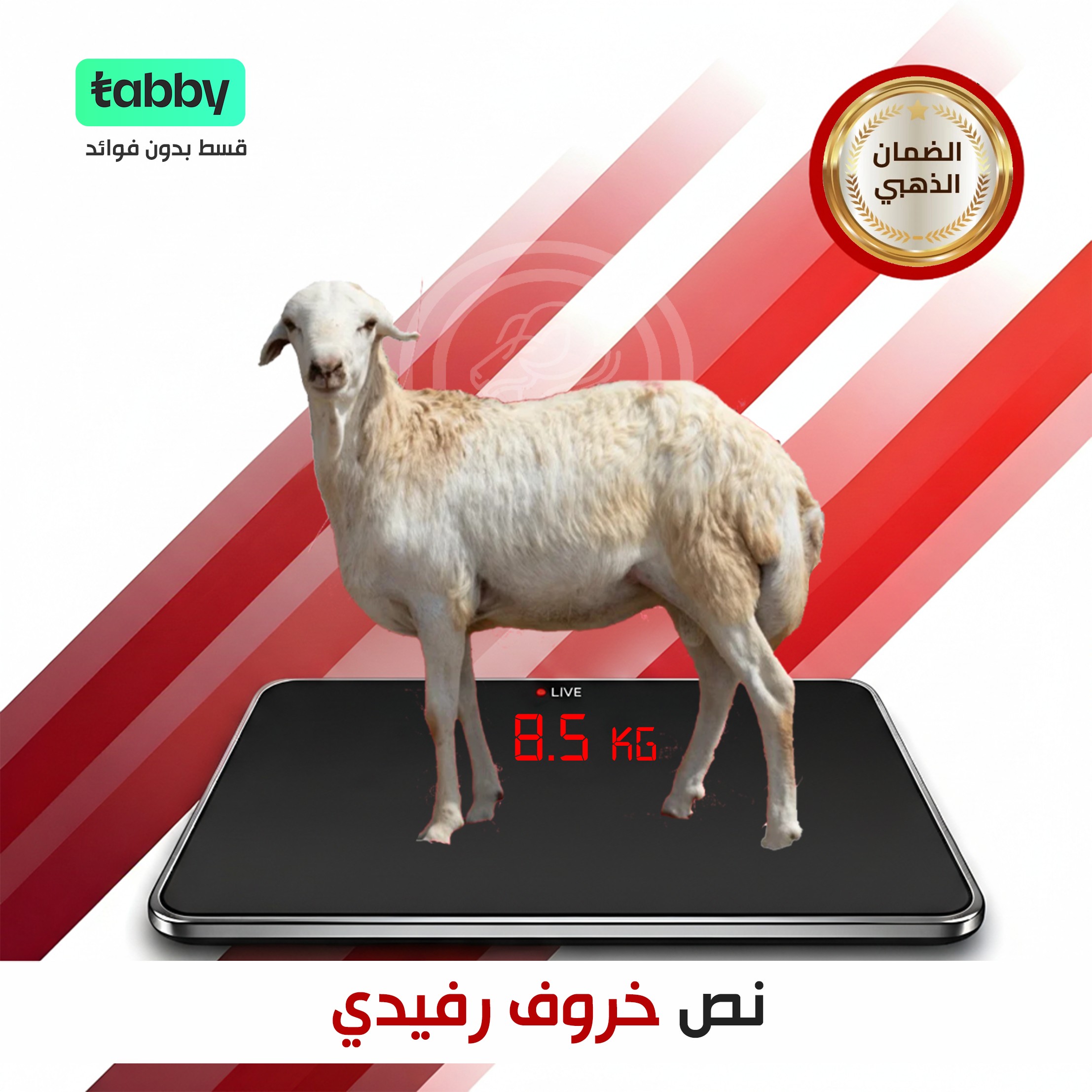 نص رفيدي ٨ كيلو