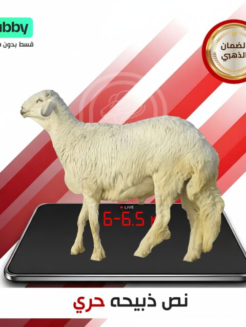 نصف حري ١٠ كيلو