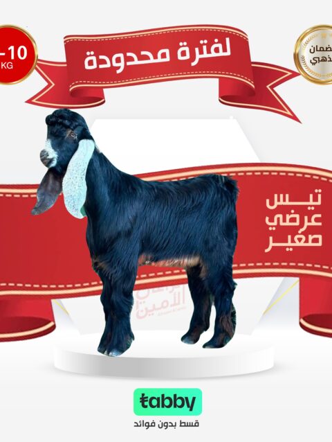 تيس عرضي صغير  8 -10 كيلو