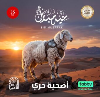 أضحية حرى 35 كيلو