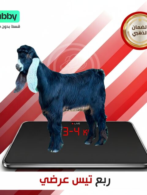 ربع تيس عرضي