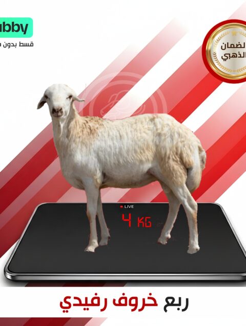 ربع ذبيحه  رفيدي