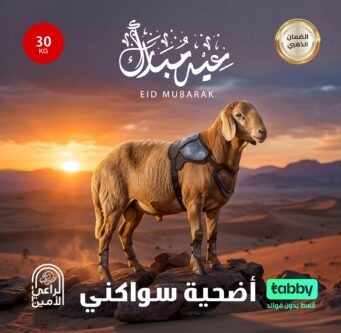 أضحية سواكنى 30كيلو