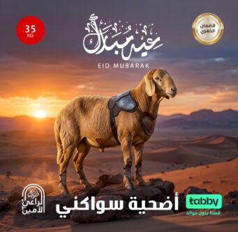 أضحية سواكنى 35كيلو