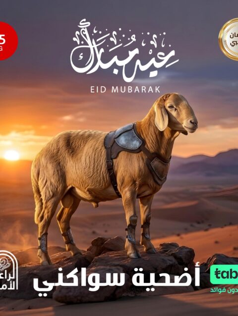 أضحية سواكني 35كيلو