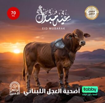 أضحية العجل اللبانى 70 كيلو