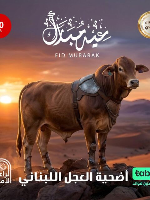 أضحية العجل اللبناني 70 كيلو
