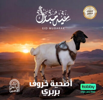 أضحية خروف بربرى