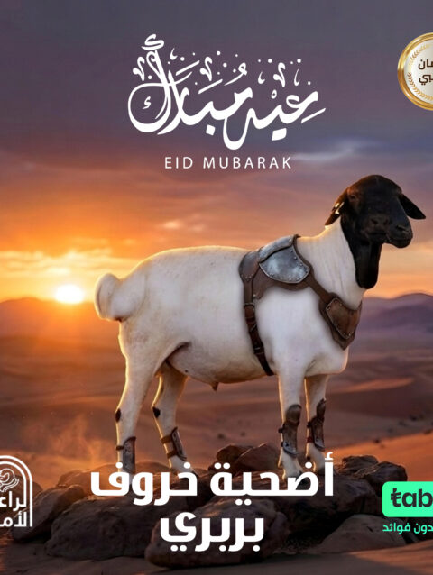 أضحية خروف بربري