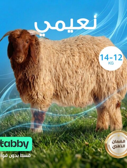 نعيمي 12-14كيلو