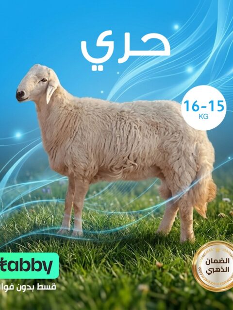 حري 15 - 16 كيلو