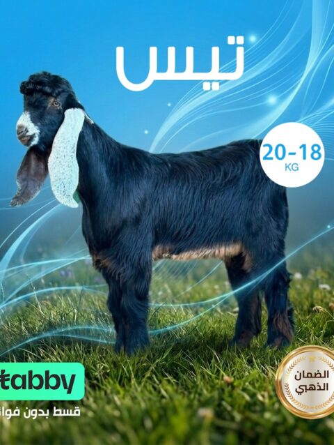 تيس18- 20 كيلو